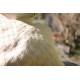 Petit coussin Arbre de Vie Sakura